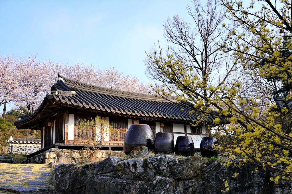 Traditional tea house in Kyoto with cherry blossoms