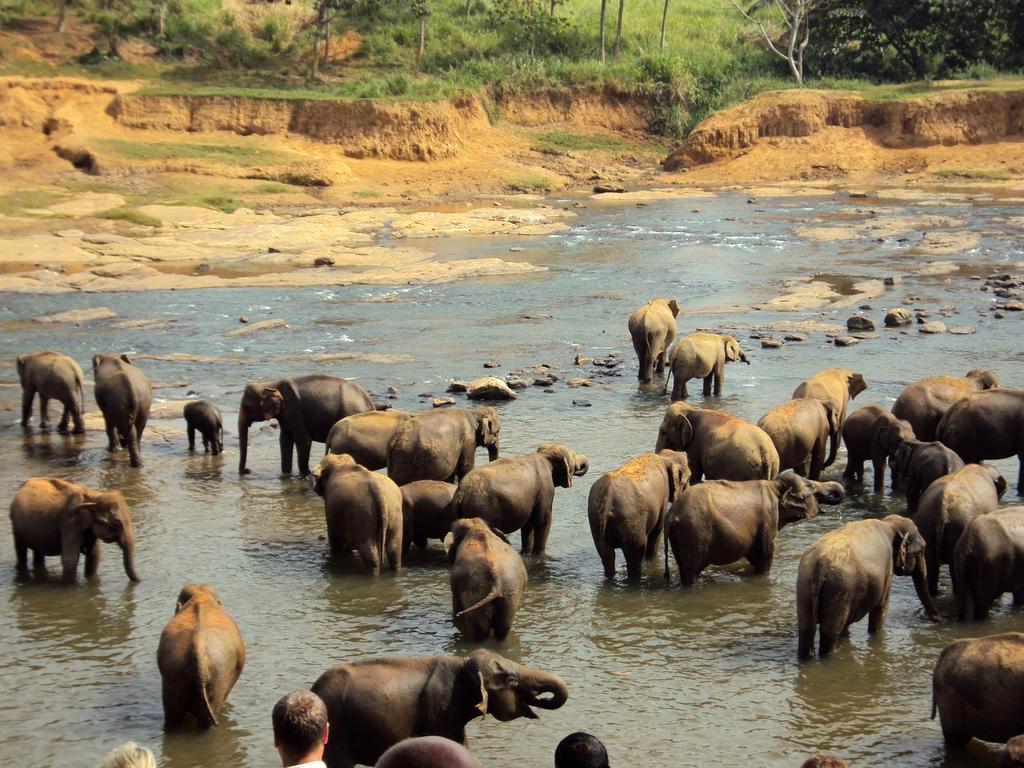 Elephant herd in the Serengeti